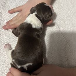 Girl 3 - White and liver English Springer Spaniel puppy in Wells, Vermont from Everyday Sunshine Springers