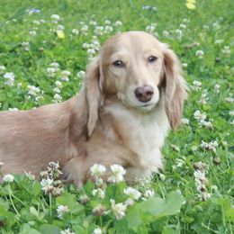 Dachshunds from Farmhouse Dachshunds
