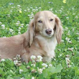 Dachshunds from Farmhouse Dachshunds