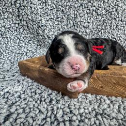 Obsidian - Tri-color male Bernedoodle puppy in Rose Hill, North Carolina from Red Door Canines