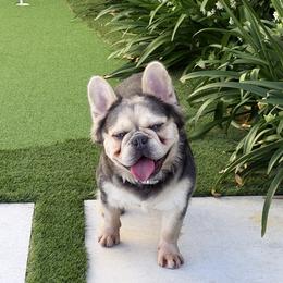 Eilo - French Bulldog