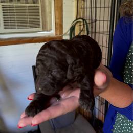 Brownie - Brown male Poodle puppy in Wentworth, South Dakota from PaintersPreciousPoodles