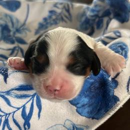 Cavalier King Charles Spaniel puppies from Kids and Canines