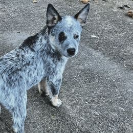 Boy 1 - Australian Cattle Dog puppy in Hurley, Virginia from BoardCamp Kennels-AKC Australian Cattle Dogs