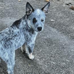 Boy 1 - Australian Cattle Dog puppy in Hurley, Virginia from BoardCamp Kennels-AKC Australian Cattle Dogs