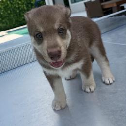 Clifford - Liver male Lapponian Herder puppy in Boca Raton, Florida from Frozen Kennel
