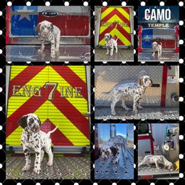 Boy 6 - White and liver brown Dalmatian puppy in Waxahachie, Texas from Tiff’s Dalmatian Plantation