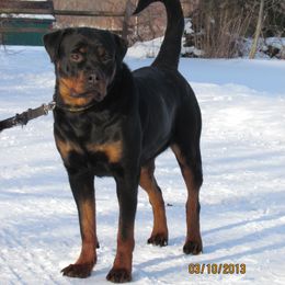 Rottweiler All Grown Up from Vom Wesburg Rottweilers