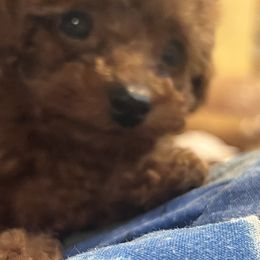 Darla - Red female Maltipoo puppy in Weslaco, Texas from GG’s Maltipoos and Toy Poodles