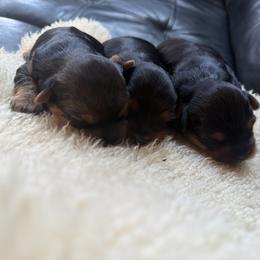 Yorkshire Terrier Puppies from Diane Davis