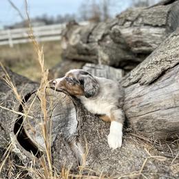 Miniature American Shepherd and Miniature Australian Shepherd Puppies from Quarter Creek Stockdogs & Mini/Toy Australian Shepherds