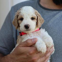 Roxy - Parti female Goldendoodle puppy in Cherry Creek, New York from Doodles Pups of NY