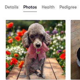 Bella - Silver female Poodle puppy in Brandenburg, Kentucky from Paradise Poodles