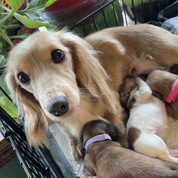 Butters - Dachshund