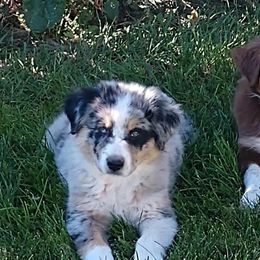 Australian Shepherds from JB RockN R Aussies