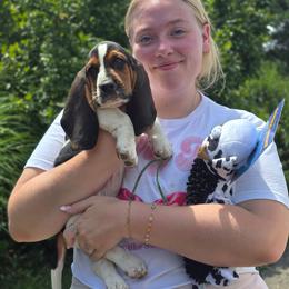 Beledros (orange) - Black brown and white male Basset Hound puppy in West Chester, Ohio from Bed-N-Bassets