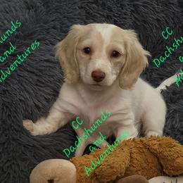 Dachshund Puppies from CC Dachshunds and Adventures