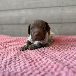 Rose - Liver roan female German Shorthaired Pointer puppy in Axton, Virginia from Red Clay Kennels