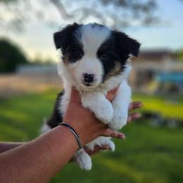 Sage - Tri-color female Border Collie puppy in Dewey, Arizona from Fásach Stockdogs