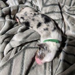 Miniature Australian Shepherd Puppies from Bornagain Paws