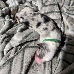 Miniature Australian Shepherd Puppies from Bornagain Paws