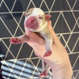 Jelly Bean - female Alapaha Blue Blood Bulldog puppy in Hudson, New Hampshire from WICKED Alapaha Kennel