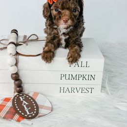 Girl 2 - Phantom female Poodle puppy in Flint, Michigan from Anytime Doodles