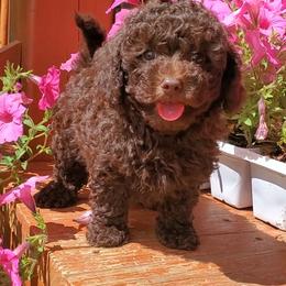 Poodle Puppies from Cedar House Heritage Poodles