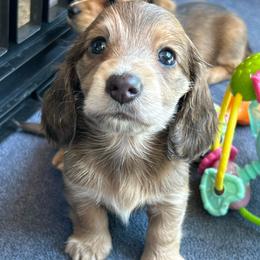 Blue Shaded Cream Girl - Gray (blue) and cream female Dachshund puppy in Belfair, Washington from CreekSide Mini Doxies
