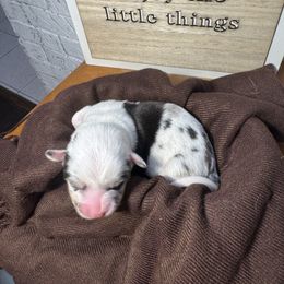 Marshmallow - Blue merle and white female American Corgi puppy in Westminster, Maryland from Serendipity Corgi's