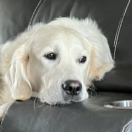 Carly - Golden Retriever