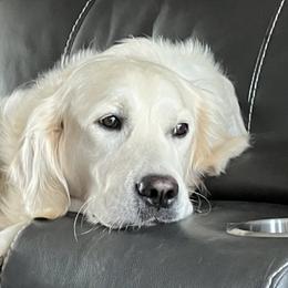 Carly - Golden Retriever