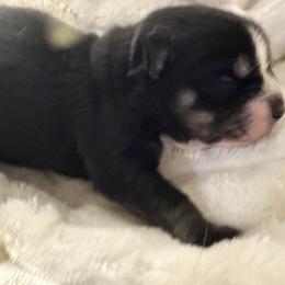 Vernie - Black and white male Pomsky puppy in Wisconsin from Summer's Pomskies