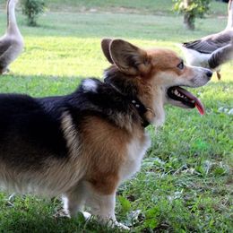 Rascal - Pembroke Welsh Corgi