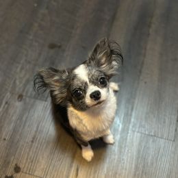 Stelita - Chihuahua