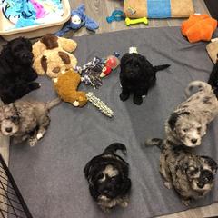 Bergamasco Sheepdog Puppies from Alp Angel Bergamascos
