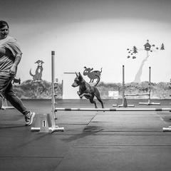 Xoloitzcuintli All Grown Up from Yadalanh Xoloitzcuintli