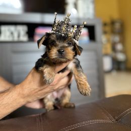Yorkshire Terrier Puppies from The Yorkie House