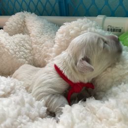 Boy 1 - Light golden Golden Retriever puppy in Butte, Montana from Snow Walker Goldens