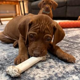 Clifford - Golden rust male Vizsla puppy in Dundee, Iowa from CBJ Vizslas