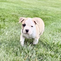 Grana - Red female American Staffordshire Terrier puppy in Franklin County, Vermont from Explicit Amstaffs Of New England