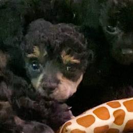 Miniature Australian Shepherds and Poodles from Furbaby Blessing AKC Toy Poodles and ASDR Mini Aussies