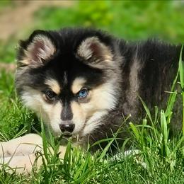 Juniper (Purple Collar) - Black and white female Pomsky puppy in Kennewick, Washington from Nebula Ranch Pomskies