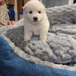 Titan - White male American Eskimo Dog puppy in Grants Pass, Oregon from SnH Eskies