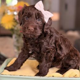 Nova - Chocolate female Australian Labradoodle puppy in Citrus Heights, California from Elite Blend Labradoodles