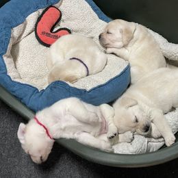 Labrador Retriever Puppies from Pea Ridge Labradors