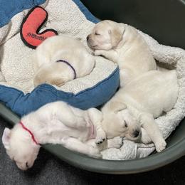 Labrador Retriever Puppies from Pea Ridge Labradors
