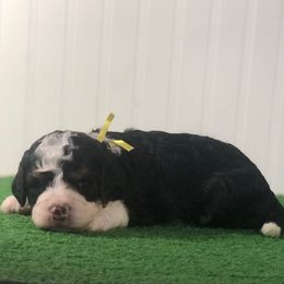 Nutmeg - Tri-color male Bernedoodle puppy in Springtown, Texas from North Texas Puppies