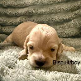 Biscuit - Cream male Cocker Spaniel puppy in Sumter, South Carolina from Cocker Eclipse In Home Kennel