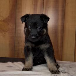 Slate - Bi-color male German Shepherd puppy in Beech Grove, Arkansas from Ze Zadnich lesu
